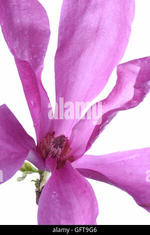 Violette Magnolie Blume isoliert auf weißem Hintergrund Stockfoto