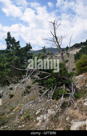 Phönizische Wacholder - Juniperus Phoenicea Bäume im Akamas, Zypern Stockfoto