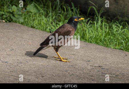 Gemeinsame Myna Vogel (Acridotheres Tristis) zu Fuß auf einem Garten Pflaster. Stockfoto