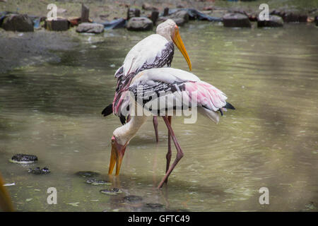 Malte Storch Vögel (Mycteria Leucocephala) Fisch in einem Sumpf in einem Vogelschutzgebiet in Indien suchen Stockfoto