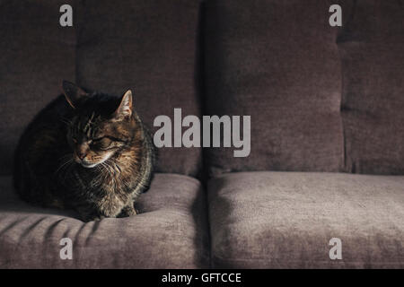 Eine Katze sitzt auf einem grauen Sofa. Stockfoto