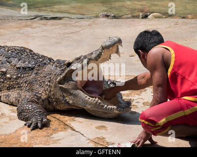 Hände des Mannes in das Maul eines Krokodils. Stockfoto