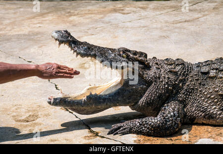 Hand in das Krokodil Mund Stockfoto