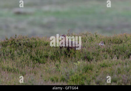 Moorschneehühner - Lagopus Lagopus Scotica mit Küken. UK Stockfoto