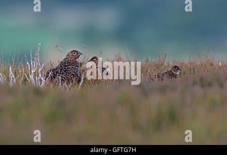 Weibliche Moorschneehühner - Lagopus Lagopus Scotica mit Küken. Stockfoto