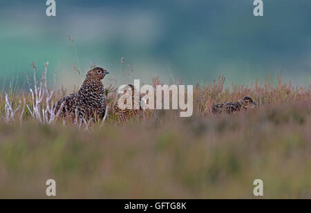 Weibliche Moorschneehühner - Lagopus Lagopus Scotica mit ihren Küken. UK Stockfoto