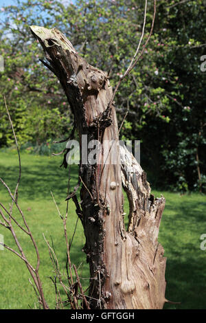 Der gebrochene Stamm der alte Apfelbaum im Garten einmal ein Obstgarten stehend links, Insekten und Vögel zu gewinnen Stockfoto