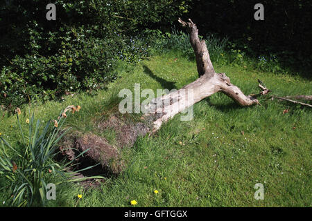 Der Stamm der alte Apfelbaum im Garten einmal einen Obstgarten links gefallenen über locken Sie Insekten und Vögel Stockfoto