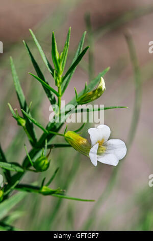 Gratiole / gemeinsame Hedgehyssop / hedge-Ysop / Kraut der Gnade (Gratiola Officinalis) in Blüte Stockfoto