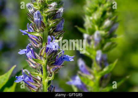 Große blaue Lobelie / große Lobelie (Lobelia Siphilitica) in Blüte, ursprünglich aus Ost- und Mitteleuropa Kanada und USA Stockfoto