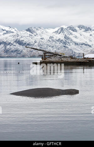 Ein See-Elefant faul im alten Hafen von Grytviken auf Südgeorgien mit dem Hulk ein Walfangschiff im Hintergrund Stockfoto