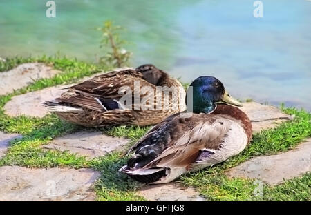 Paar der Wildenten am See Stockfoto