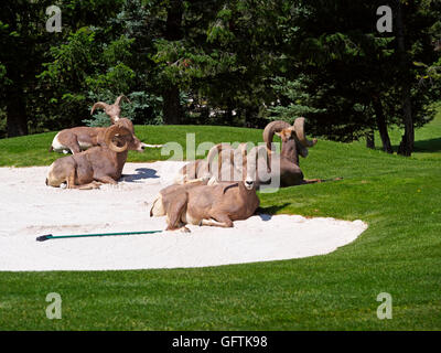 Rocky Mountain Bighorn Schafe, Ovis Canadensis. Eine Bachelor-Gruppe von Männchen ruht in einem Sandbunker auf einem Golfplatz. Stockfoto