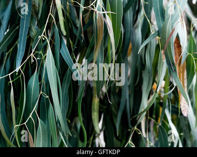 Blätter der Salix Chrysocoma, weinend Golden Willow Tree - full-frame Stockfoto