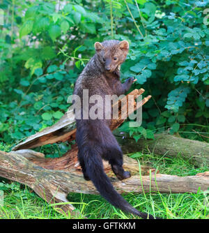 Fisher, Martes Pennanti, Stockfoto