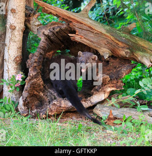 Fisher, Martes pennanti Stockfoto