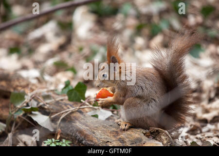 Eurasische Eichhörnchen mit einem Apfel Stockfoto