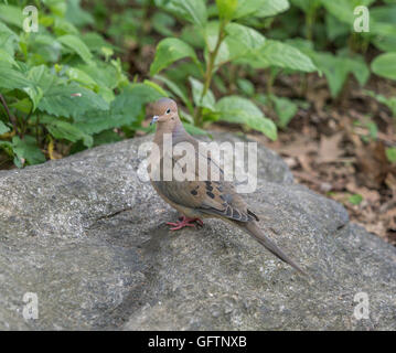 Zenaida Macroura ist Trauer Taube, ein Mitglied der Familie Taube, ONCFS. Stockfoto