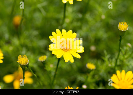 Dahlberg Daisy in voller Blüte Stockfoto