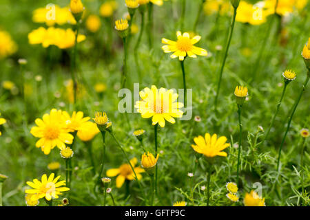 Dahlberg Daisy in voller Blüte Stockfoto