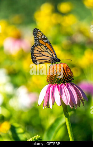 Danaus Plexippus Monarch-Schmetterling ist ein Milkweed Butterfly (Unterfamilie Danainae) in der Familie Nymphalidae Stockfoto