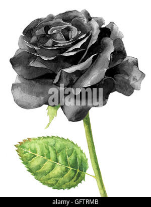 Handbemalt, stieg Aquarell einzigen schwarz in voller Blüte. Stockfoto