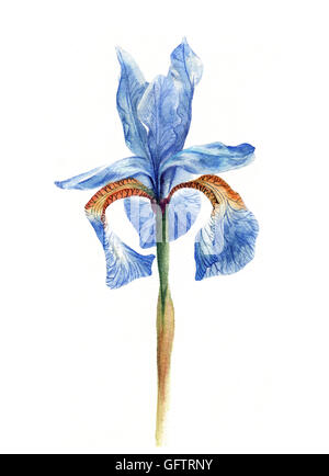 Aquarell Malerei eine blaue Iris Stockfoto