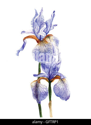 Aquarell von Iris. Stockfoto
