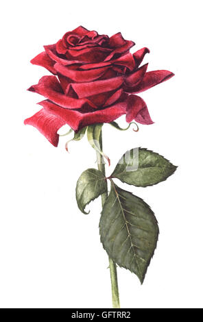 Handgemalte einzelne rote rose isoliert auf einem weißen Hintergrund. Mit Wasserfarben bemalt. Stockfoto