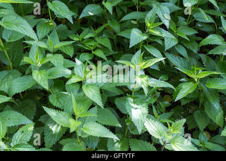 Frische grüner Farbe der Brennnessel Blätter wachsen in der Natur. Wichtiges Kraut für die Naturheilkunde. Stockfoto