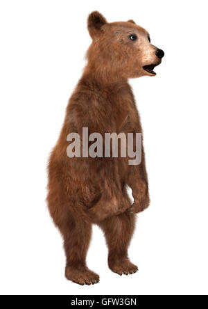 3D-Rendering eine Brown Bear Cub isoliert auf weißem Hintergrund Stockfoto