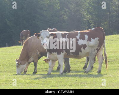 Bio, Grass gefüttert, Rindfleisch. Männchen kann bis Gewicht bis 1200 Kilo oder 2600 Pfund, während Weibchen bis 1000 kg oder 2200 Pfund wiegt Stockfoto