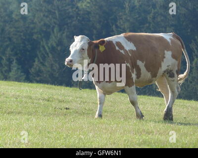 Bio, Grass gefüttert, Rindfleisch. Männchen kann bis Gewicht bis 1200 Kilo oder 2600 Pfund, während Weibchen bis 1000 kg oder 2200 Pfund wiegt Stockfoto