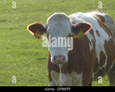 Bio, Grass gefüttert, Rindfleisch. Männchen kann bis Gewicht bis 1200 Kilo oder 2600 Pfund, während Weibchen bis 1000 kg oder 2200 Pfund wiegt Stockfoto