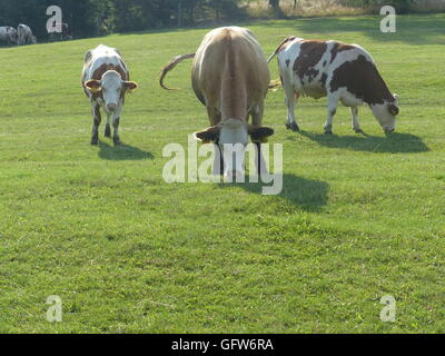 Bio, Grass gefüttert, Rindfleisch. Männchen kann bis Gewicht bis 1200 Kilo oder 2600 Pfund, während Weibchen bis 1000 kg oder 2200 Pfund wiegt Stockfoto