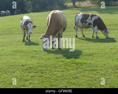 Bio, Grass gefüttert, Rindfleisch. Männchen kann bis Gewicht bis 1200 Kilo oder 2600 Pfund, während Weibchen bis 1000 kg oder 2200 Pfund wiegt Stockfoto