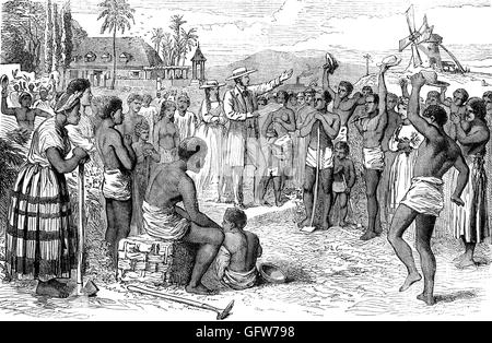 Infolge der Abschaffung der Sklaverei im britischen Empire, Sklaven auf einer Westindischen Plantage sind ihre Freiheit gegeben. Stockfoto