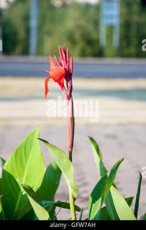 CANNA rote Blume im Sommergarten Stockfoto