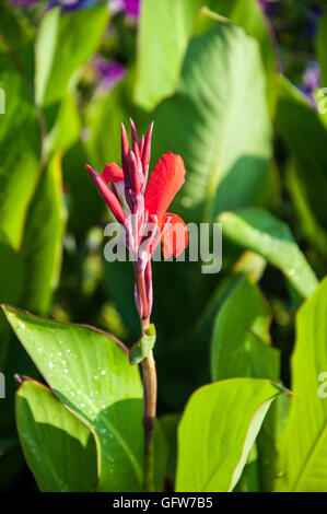 CANNA rote Blume im Sommergarten Stockfoto