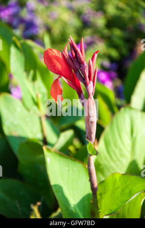 CANNA rote Blume im Sommergarten Stockfoto
