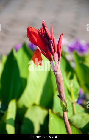 CANNA rote Blume im Sommergarten Stockfoto