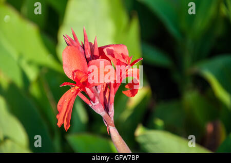CANNA rote Blume im Sommergarten Stockfoto