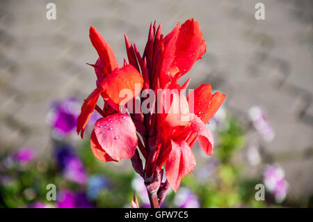 CANNA rote Blume im Sommergarten Stockfoto