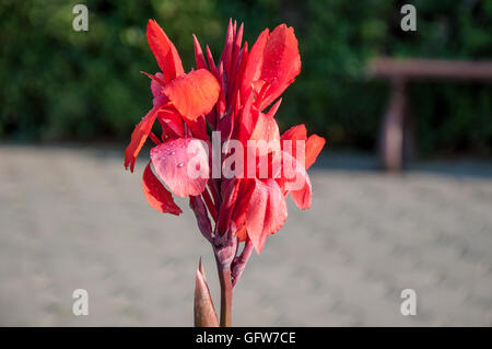 CANNA rote Blume im Sommergarten Stockfoto