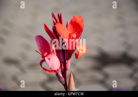CANNA rote Blume im Sommergarten Stockfoto