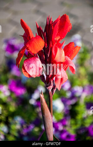 CANNA rote Blume im Sommergarten Stockfoto