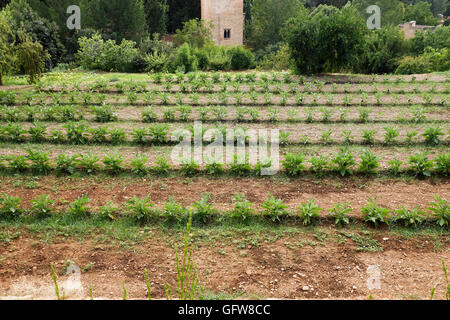 Gemüsegarten, Feld mit Aubergine, Auberginen, in den Gärten der Alhambra, Generalife, Granada, Spanien. Stockfoto