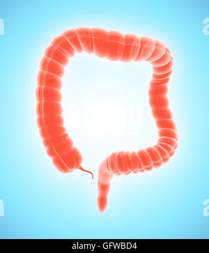 3D Abbildung des Dickdarms, Teil des Verdauungssystems. Stockfoto