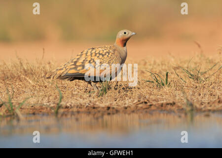 Männliche schwarze Bellied Sandgrouse trinken Stockfoto