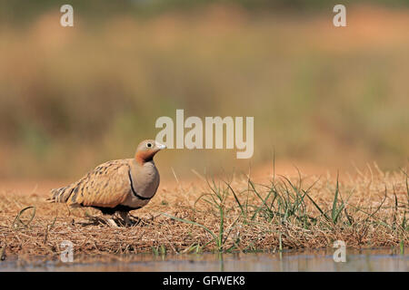 Männliche schwarze Bellied Sandgrouse trinken Stockfoto